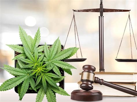 Cannabis rollout remains on pause per judge's order